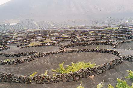 Una domanda: cosa si coltiver su quest'isola di sola lava? Risposta: la vite ed in un modo veramente curioso. Vengono scavati dei buchi profondi e protetti da muretti di sazzi di lava. Al centro vengono piantate le viti che ricevono l'acqua dalla rugiada della notte raccolta dalla cenere lavica. Questo metodo fornisce incredibilmente un buon malvasia.